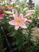 [5236 Fenice No01.JPG]